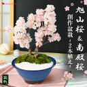 桜 盆栽 花芽付 創作盆栽~旭山桜&南殿桜2本植え~