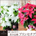 送料無料 プリンセチアの希少品種 純白の『クリスタルスノー』か新色濃紅の『ルビーアイ』バスケット付 サントリー ポインセチア 【お歳暮 花 クリスマス フラワー ギフト 花鉢 鉢植え 誕生日 プレゼント 女性 母】11/11?12/15まで