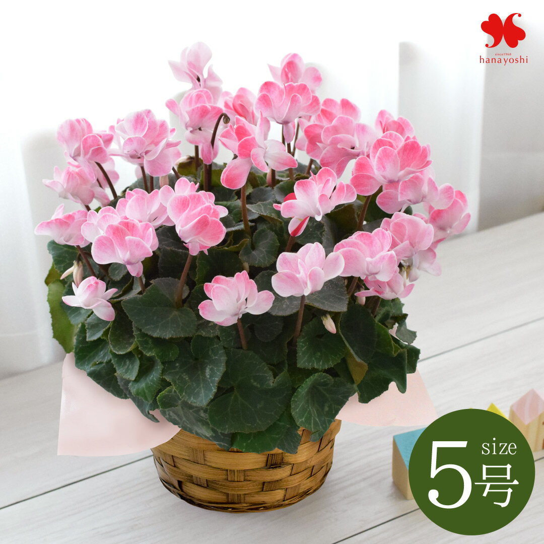 花由特選 プレミアム シクラメン ウィンクシャワーレッド 鉢植え 数量限定 お歳暮 冬 ギフト 花 フラワーギフト 鉢 花 クリスマス プレゼント 誕生日 御歳暮 冬ギフト 11月22日～12月25日届けまで ※寒冷地へのお届けは不可