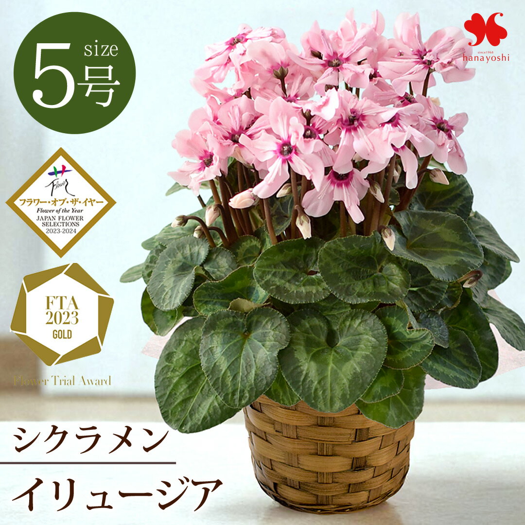 シクラメン イリュージア 5号鉢 希少品種 数量限定 レア 鉢植え ピンク系 送料無料 お歳暮 御歳暮 ギフト 花 冬 5号 鉢 しくらめん おしゃれ 花鉢 鉢花 誕生日 クリスマス プレゼント 女性 母メッセージカード付き 冬ギフト 11月29日〜11月29日お届けのサムネイル