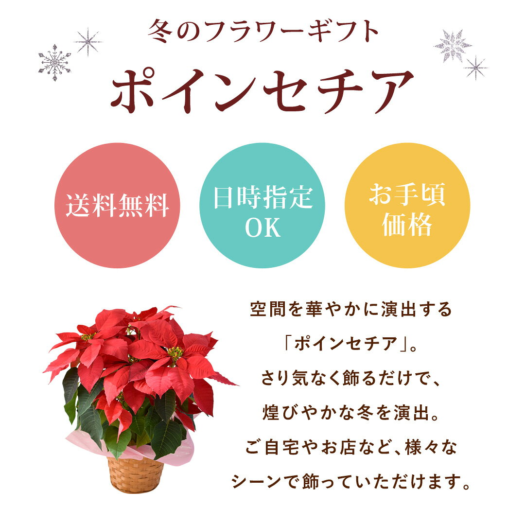 選べるポインセチア プリンセチア 鉢植え 5号サイズ 赤 花鉢 鉢花 お歳暮 花 ギフト 贈り物 冬 おしゃれ クリスマス 誕生日 プレゼント ウィンターギフト 冬の花贈り フラワーギフト 自宅用 退職祝い 結婚祝い お祝い お礼 30代 40代 50代 60代 70代 冬ギフト 御歳暮 花言葉 hanayoshi-10002909 フラワーマーケット花由 サンプル画像3