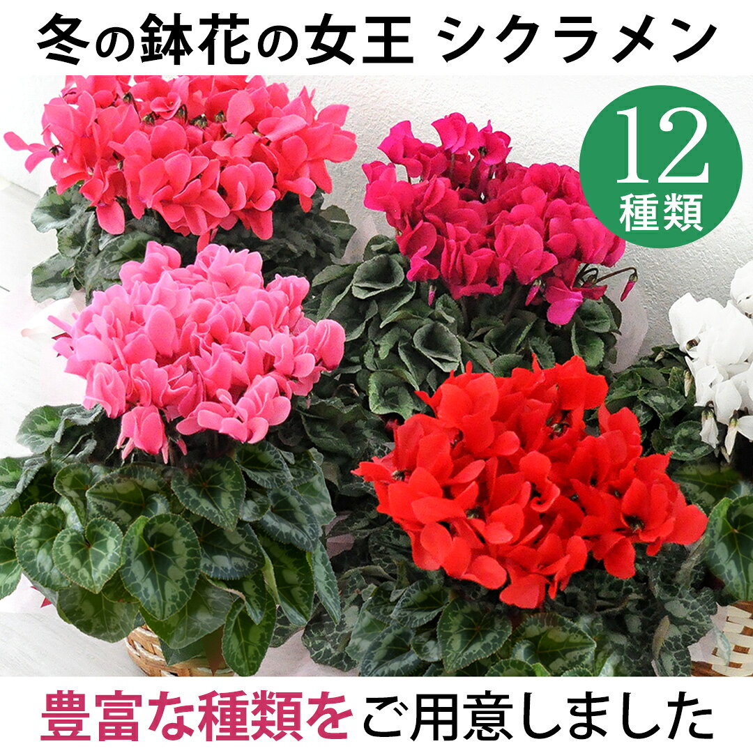 シクラメン 鉢植え 5号 バスケット付 赤系 ピンク系 ※寒冷地お届け不可 シクラメン 鉢 お歳暮 ギフト 花 冬 おしゃれ プレゼント ギフト 花鉢 鉢花 記念日 退職祝い 贈答品 贈り物 ウィンターギフト 冬ギフト 御歳暮 お年賀 年賀 正月 お正月 お祝い 冬の花 hanayoshi-10002264 フラワーマーケット花由 サンプル画像2