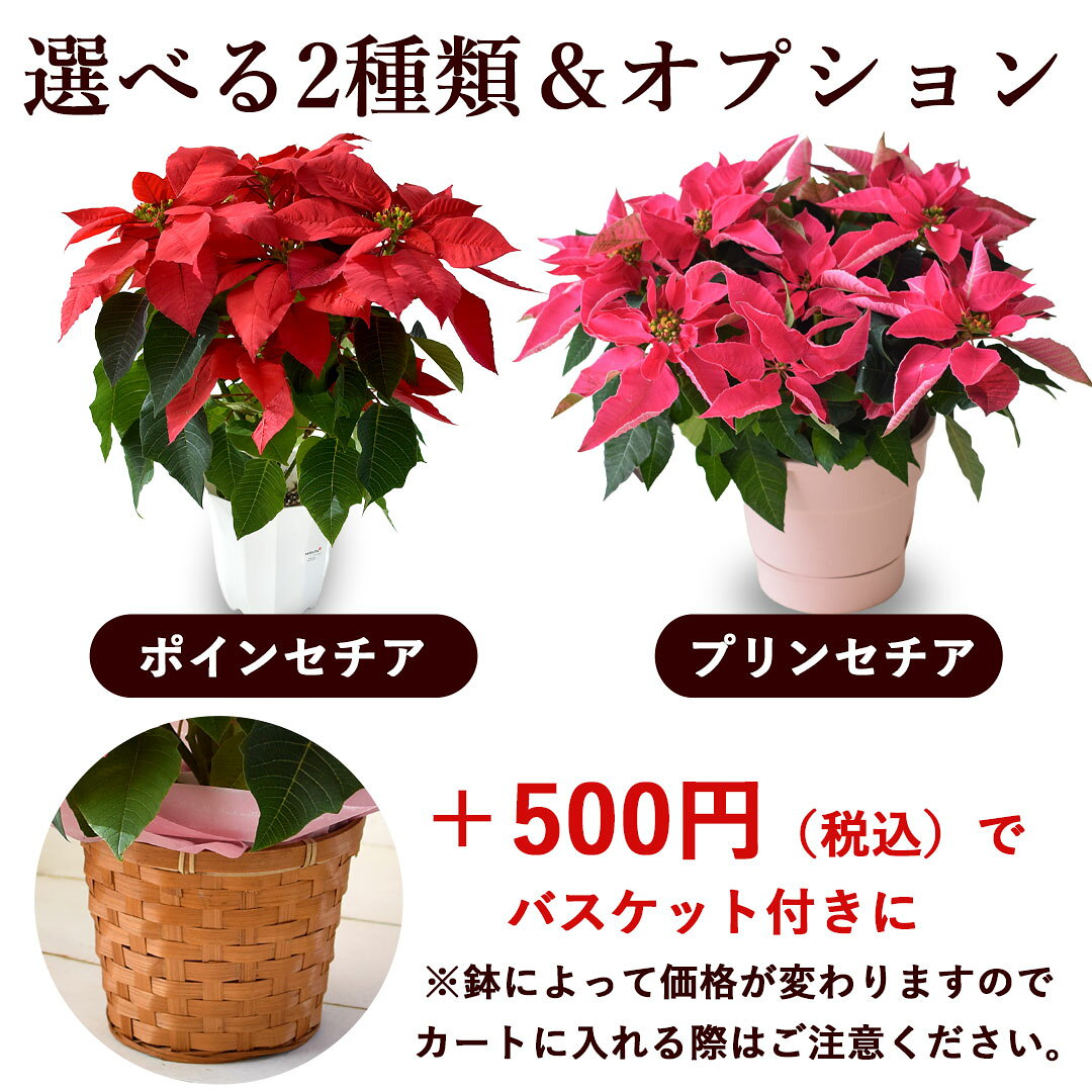 選べるポインセチア プリンセチア 鉢植え 5号サイズ 赤 花鉢 鉢花 お歳暮 花 ギフト 贈り物 冬 おしゃれ クリスマス 誕生日 プレゼント ウィンターギフト 冬の花贈り フラワーギフト 自宅用 退職祝い 結婚祝い お祝い お礼 30代 40代 50代 60代 70代 冬ギフト 御歳暮 花言葉 hanayoshi-10002909 フラワーマーケット花由 サンプル画像2