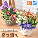 【開店20周年★4/19は10倍】プランターが選べる 季節のおまかせ 寄せ植え S 旬のお花の寄せ植え完成品 鉢植え フラワーギフト 花 鉢花 花鉢 花苗 お祝...
