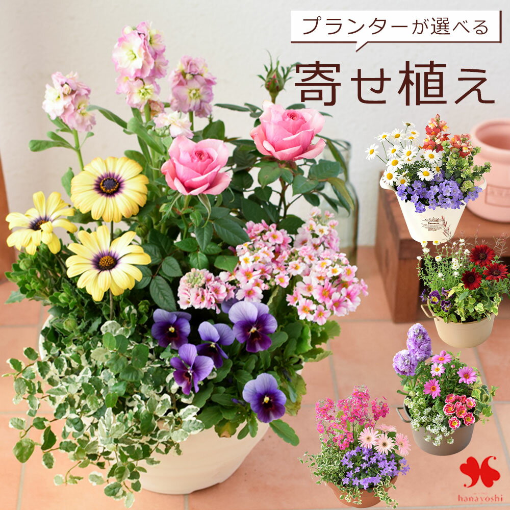 お正月鉢植え、高級陶器鉢 雑貨卸、雑貨仕入れ（【迎春・新年のお正月飾りに】竹風 陶器ポット