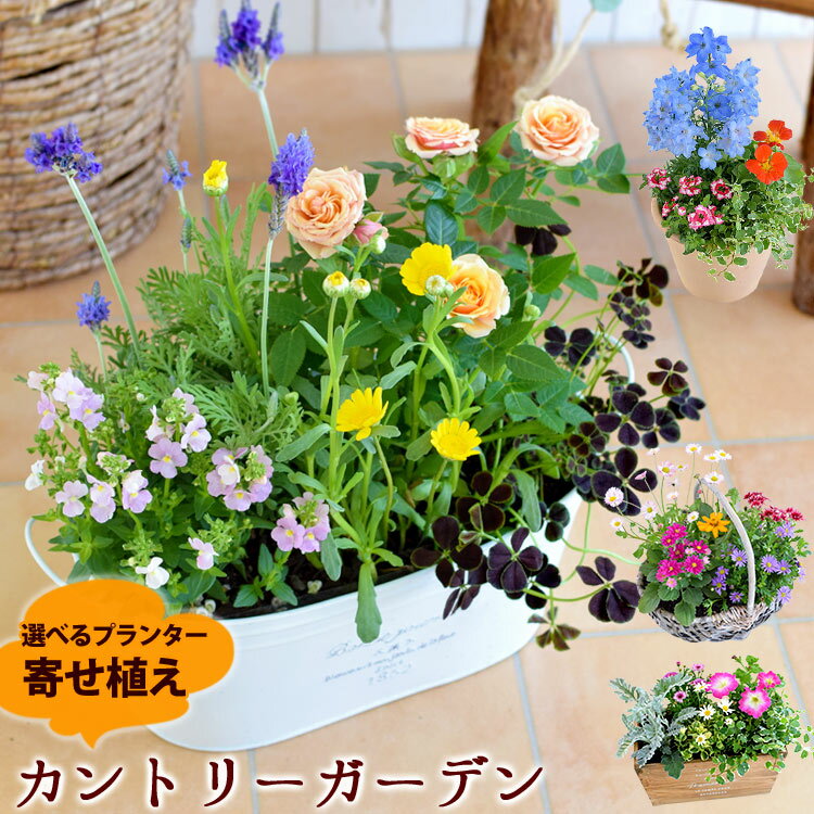 母の日ギフトに寄せ植え花が人気 玄関が華やぐ鉢植えのおすすめプレゼントランキング Ocruyo オクルヨ