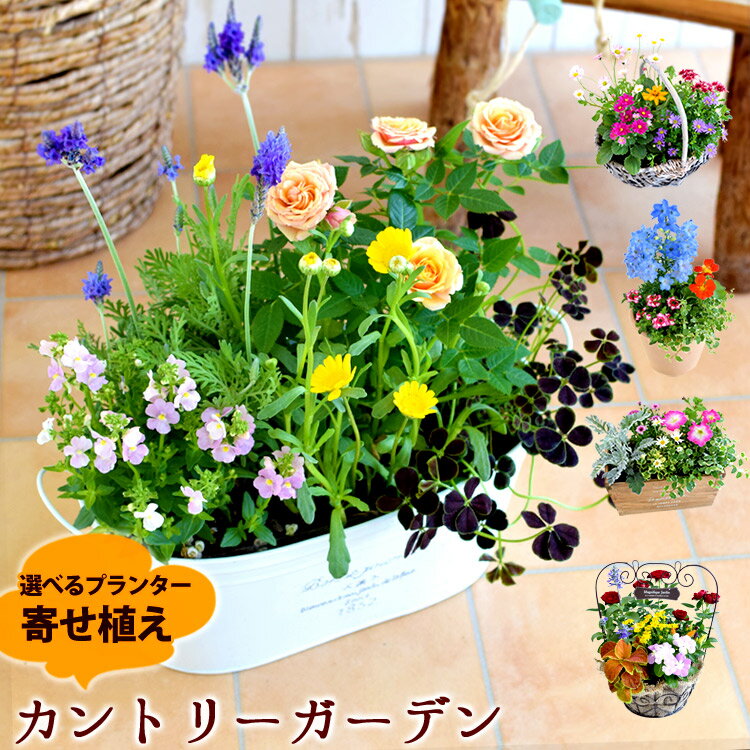 寄せ植え 花の価格と最安値 おすすめ通販を激安で その他花 ガーデニング関連