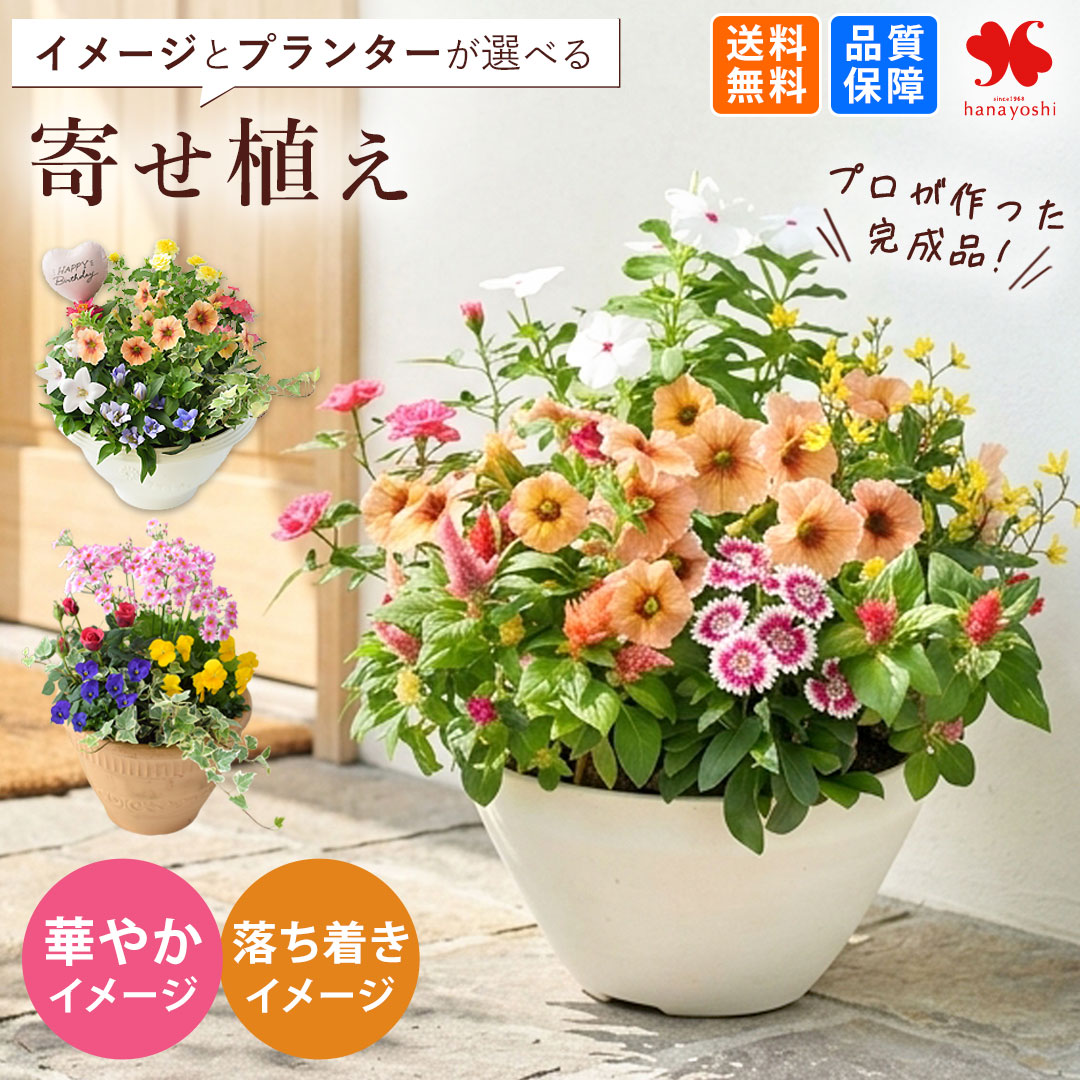 プランターが選べる 季節のおまかせ 寄せ植え 花 おしゃれ 玄関先「そのままガーデン」 旬のお花をたっぷり 鉢植え 華やか フラワーギフト 鉢花 花鉢 花苗 お祝い 誕生日 プレゼント 女性 玄関 お誕生日 お花 祝い ガーデニング 結婚記念日 退職祝い 開店祝い 送別 秋