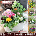 寄せ植え ギフト 花色とプランターが選べる 季節のおまかせカントリーガーデン〜旬のお花をたっぷり寄せ植え ハロウィン 花 鉢 鉢植え 誕生日 プレゼント 母 祖母 女性 女友達 新築祝い お祝い お誕生日 玄関【画像配信】【メッセージカード付き】