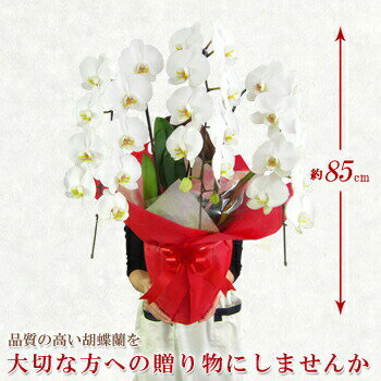 ★鉢花ランキング1位★胡蝶蘭 3本立ち 大輪 27輪(蕾含) 送料無料 お中元 お祝い 贈り物 開店祝い 花 ギフト 出産祝い 花 敬老の日 お供え 新築祝い 開業祝い 開院祝い 還暦祝い 古希祝い 結婚祝い 誕生日 コチョウラン ラン 高品質 あす楽 楽ギフ_包装 HLS_DU RCP 即G12 S15
