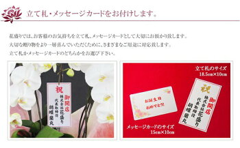 ミディハート胡蝶蘭ダブルハート送料無料花色3種から選択【お祝い開店祝いギフト贈り物出産祝い花敬老の日新築祝い開業祝い還暦祝い古希祝いお中元結婚祝誕生日】【あす楽対応】【HLS_DU】【RCP】【マラソン201408_送料込み】【即S15】