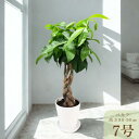 【新商品】観葉植物 パキラ 7号鉢 白 黒 バスケット 室内グリーン 開店祝 開店 開業 移転 落成 就任 誕生日祝引越 新築 出産 家族親戚 両親 兄弟 贈り物 ギフト 送料無料 インテリア 北欧 店舗 オフィス ショールーム リビング ダイニング