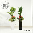 観葉植物 寄せ植え ドラセナ マッサンゲアナ/ユッカ 選べる鉢デザイン8号 床置き 陶器鉢インテリア オフィス 事務所法人 開店祝い 開業祝い 退職祝い 退院祝...