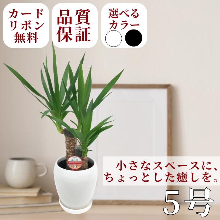 楽天市場】ユッカ 5号の通販 楽天市場】ユッカ 5号の通販