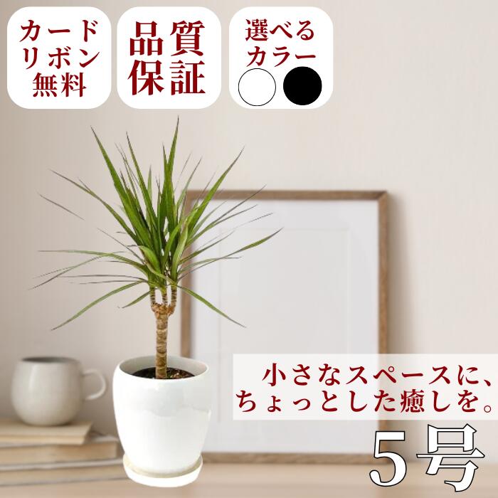 観葉植物 ドラセナ・コンシンネ 丸陶器鉢 5号 白鉢 黒鉢 床置き 陶器鉢 おしゃれな鉢 法人祝い おしゃ..