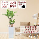 \ポイント5倍中/ドラセナ マッサンゲアナ (幸福の木) 6号と選べる鉢 白黒 おしゃれ おすすめ リビング インテリアグリーン 花 ギフト プレゼント 産地 ...
