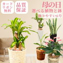 【母の日は長持ちする観葉植物を】選べる植物と鉢 6号 ドラセナ サンセベリア オーガスタ アンスリウム アンスリューム 幸福の木 おしゃれ インテリア 母の日ギ...