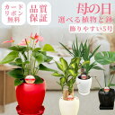 【母の日は長持ちする観葉植物を】選べる植物と鉢 5号 ドラセナ ユッカ モンステラ アンスリウム アンスリューム 幸福の木 おしゃれ インテリア 母の日ギフト ...