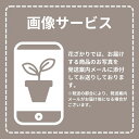 観葉植物 ユッカ (青年の木) 穴高陶器鉢 7号 床置き 陶器鉢【無料オプション 受け皿付・リボン・立札(紙札)／メッセージカード】人気 インテリアグリーン ギフト プレゼント おしゃれな鉢 法人祝い おしゃれ 縁起のいい木 贈り物 インテリア 3