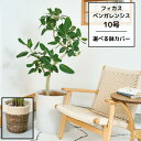 観葉植物 大型 フィカスベンガレンシス ゴムの木 10号鉢 曲がり 1点もの おしゃれな鉢カバー 人気 おしゃれ インテリア 高級 ギフト オフィス ホテル エントランス リビング 店舗 事業所 プレゼント ギフト 贈り物 鉢 初心者 開店祝 開業祝 移転祝 引越祝 上場祝
