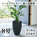 トールプランター 8号 選べる観葉植物 おしゃれな鉢カバー 植木鉢 大型 人気 おしゃれ インテリア 高級 ギフト オフィス ホテル エントランス ラウンジ リ...