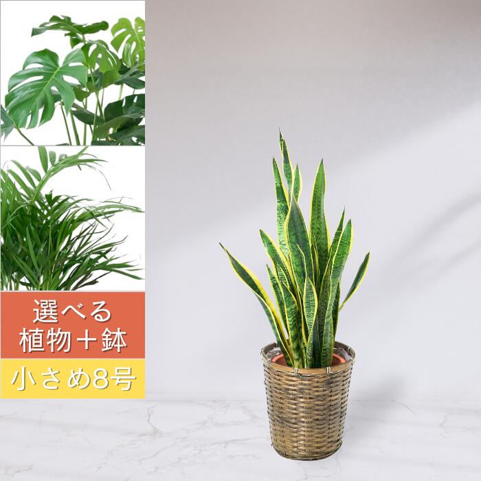 楽天市場】テーブルヤシ(高さ(植物)71 ~ 130.9cm)(観葉 楽天市場】テーブルヤシ(高さ(植物)71 ~ 130.9cm)(観葉
