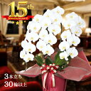 胡蝶蘭 大輪 3本立ち 30輪 以上保証(蕾含) 花色3種から選択 高品質 産地直送 写真配信あり 豪華 ラッピング ギフト お祝い 定番 花 贈り物 誕生日 ...