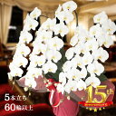 \ポイント5倍中/高級・豪華胡蝶蘭5本立ち60輪以上保証(蕾含む)高品質 産地直送 写真配信あり 豪華 ラッピング ギフト お祝い 定番 花 贈り物 誕生日 開...