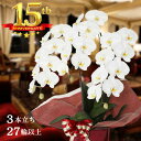 【全品ポイント5倍中】法人御祝 胡蝶蘭大輪 3本立ち27輪 高品質 産地直送 写真配信あり 送料無料 豪華 ラッピング ギフト お祝い 定番 花 贈り物 誕生日...