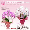 胡蝶蘭 大輪3本立ち 30輪以上保証(蕾含) ピンク・白赤 高品質 産地直送 写真配信あり 豪華 ラッピング ギフト お祝い 花 贈り物 誕生日 開店祝い 開業...