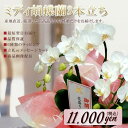 ミディ胡蝶蘭 3本立ち アマビリス 高品質 産地直送 写真配信あり 豪華 ラッピング ギフト お祝い 定番 花 贈り物 誕生日 開店祝い 開業 開院 移転 就任...