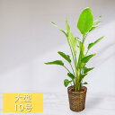 観葉植物 10号鉢 ストレリチア・オーガスタ カゴ ギフト 法人祝い 開店祝い 開業祝い 移転祝い 開設祝い 事務所 カフェ レストラン 美容院 インテリア リ...
