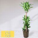 観葉植物 大型 10号鉢 ドラセナ フレグランス マッサンゲアナ 幸福の木 カゴ ギフト 法人祝い 開店祝い 開業祝い 移転祝い 開設祝い 事務所 カフェ レストラン 美容院 インテリア リビング 誕生日 記念日 新築祝い 引っ越し祝い