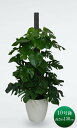 観葉植物 大型 モンステラ ヘゴ 仕立て 10号鉢 ラスターポット 人気急上昇!ギフト 鉢植え おしゃれ 育てやすい 法人祝い オフィス 贈り物 誕生日 結婚祝...