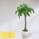 \観葉植物ランキング1位受賞/ 大人気商品! 観葉植物 大型 パキラ 10号鉢 ラスターポット 【無料オプション 受け皿付・リボン・立札(紙札)/メッセージカー...