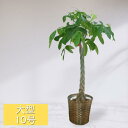 観葉植物 大型 パキラ 10号鉢 カゴ おしゃれ ギフト 法人祝い 開店祝い 開業祝い 移転祝い 開設祝い 会社 事務所 オフィスグリーン カフェ レストラン ...