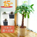 観葉植物（売れ筋ランキング） ＼ 観葉植物ランキング1位 ／ 観葉植物 大型 パキラ 8号鉢 鉢 (黒丸鉢 白丸鉢) 育てやすい 発財樹 【無料オプション 受け皿付・リボン・立札(紙札)／メッセージカード】 人気急上昇！おしゃれなインテリアグリーン！ギフト プレゼント 鉢植え オフィスグリーン 縁起のいい木