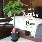 ＼ 観葉植物ランキング1位 ／ 観葉植物 大型 パキラ 8号鉢 鉢 (黒丸鉢 白丸鉢) 育てやすい 発財樹 【無料オプション 受け皿付・リボン・立札(紙札)／メッセージカード】 人気急上昇！おしゃれなインテリアグリーン！ギフト プレゼント 鉢植え オフィスグリーン 縁起のいい木