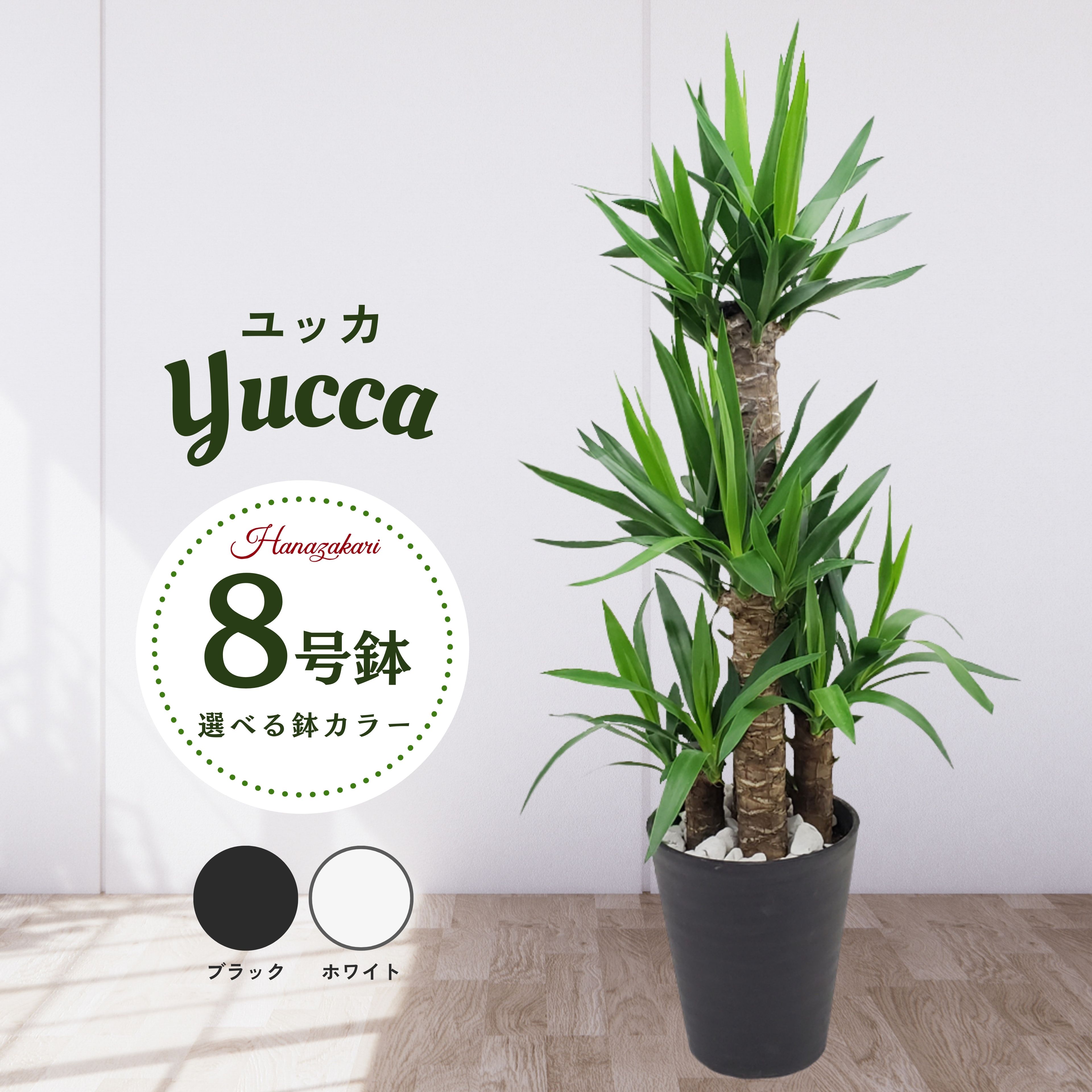 ユッカ 観葉植物 大型 ユッカ エレファンティペス 青年の木 8号鉢 黒丸鉢 白丸鉢 【無料オプション 受け皿付・リボン・立札／メッセージカード】大人気！プレゼント おしゃれな鉢 法人祝い おしゃれ 縁起のいい木 インテリア 送料無料