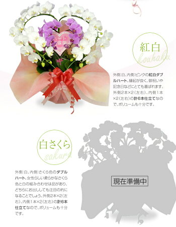 【送料無料】ハート胡蝶蘭ミディサイズ