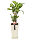ドラセナ マッサンゲアナ 幸福の木 カラーポット 6号 観葉植物 床置き 陶器鉢 送料無料