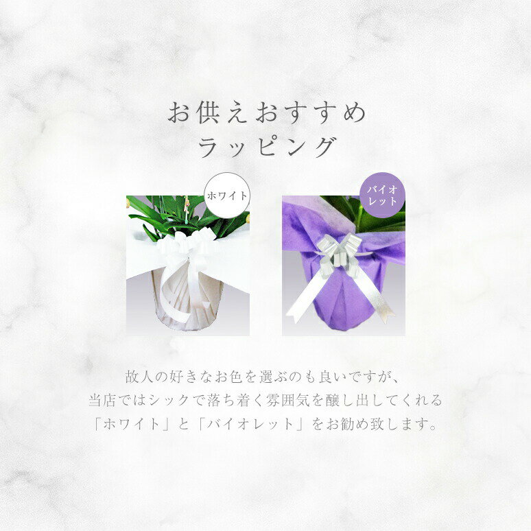ミディ胡蝶蘭 3本立ち アマビリス 高品質 産地直送 送料無料 写真配信あり 豪華 ラッピング ギフト お祝い 花 贈り物 誕生日 開店祝い 開業 開院 開設 移転 就任 昇進 当選 上場 お供え 退職 還暦 喜寿 卒業 入学 選挙 両親 祖父母 新築 お歳暮 結婚記念日