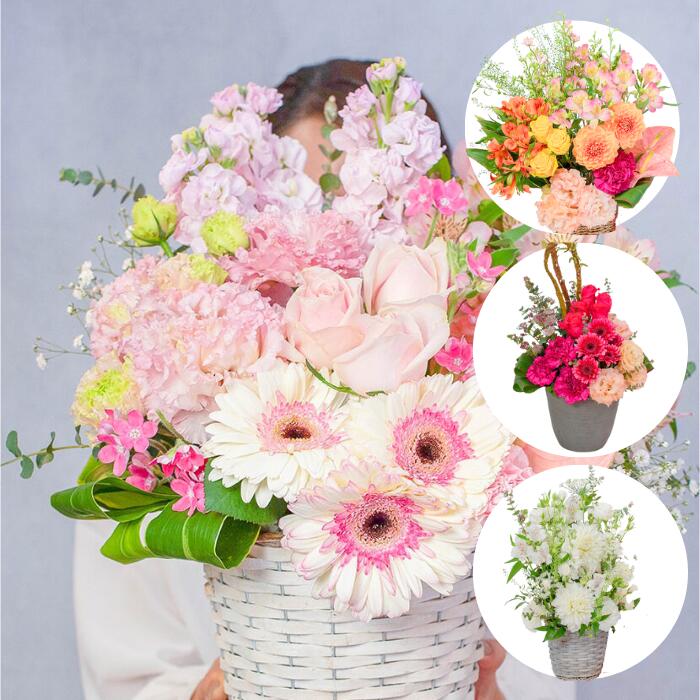 楽天市場】水引(フラワーアレンジメント|花・観葉植物):花 楽天市場】水引(フラワーアレンジメント|花・観葉植物):花