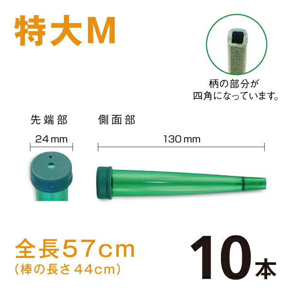 カトレアホルダ　全長570mm【特大M】【10本】