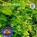 花わさび甘酢漬け 酒の肴 高級茶漬け 料理人手作り ご飯の友 季節の味 本わさび 割烹の味 ギフト 本物の味 静岡産わさび 国産わさび 送料無料