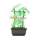 盆栽 ミニ 山久オリジナルビーズ盆栽キット クレマチス bfk ym9 手芸の山久