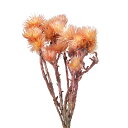 ドライフラワー 花材 シルバーデージー 25g イエローピンク ハーバリウム スワッグ インテリア フラワーアレンジメント リース 花束 飾り 花びら　東北花材