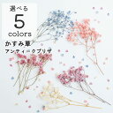 【花材】アンティークプリザ カスミ草 ドライフラワー 小分け 花 ハンドメイド レジン ハーバリウム 資材 小さいお花 レジン封入 封入素材 可憐 レジンアクセ...