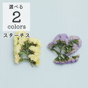 小分け ドライフラワー 花材『ソフトスターチス』 スターチス レジン 封入素材 アクセサリーパーツ アロマサシェ アロマワックス スワッグ キャンドル 花束 フ...