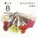 【花材】ドライフラワー 『 ライスフラワー 』小分け 使い切りやすい 少量 レジン封入 スワッグ リース ブーケ アロマサシェ キャンドル 素材 花 小花 ハー...